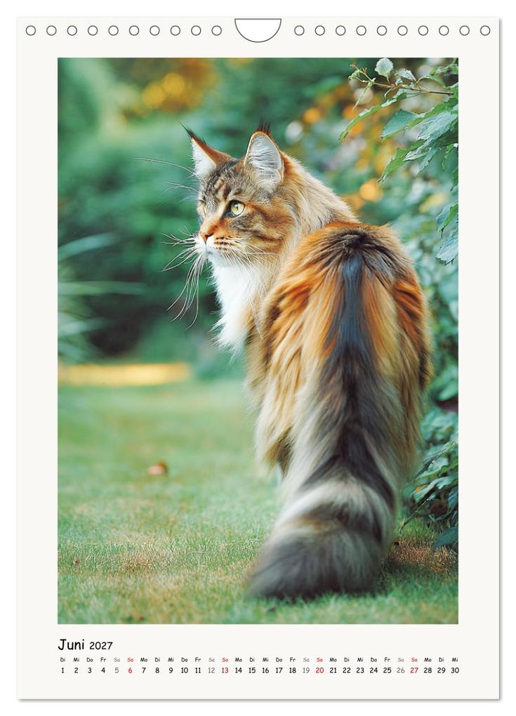 Weitere Ansicht: Main-Coon-Katzen. Sanfte Riesen im Grünen (Wandkalender 2027 DIN A4 hoch), CALVENDO Monatskalender | Calvendo, Rose Hurley