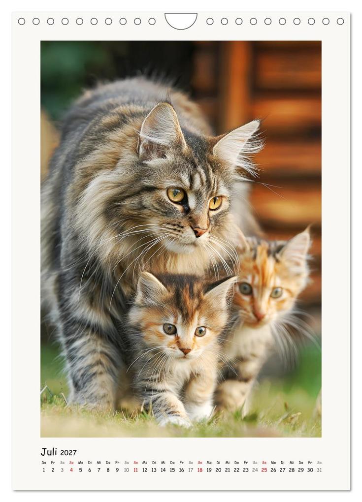Weitere Ansicht: Main-Coon-Katzen. Sanfte Riesen im Grünen (Wandkalender 2027 DIN A4 hoch), CALVENDO Monatskalender | Calvendo, Rose Hurley
