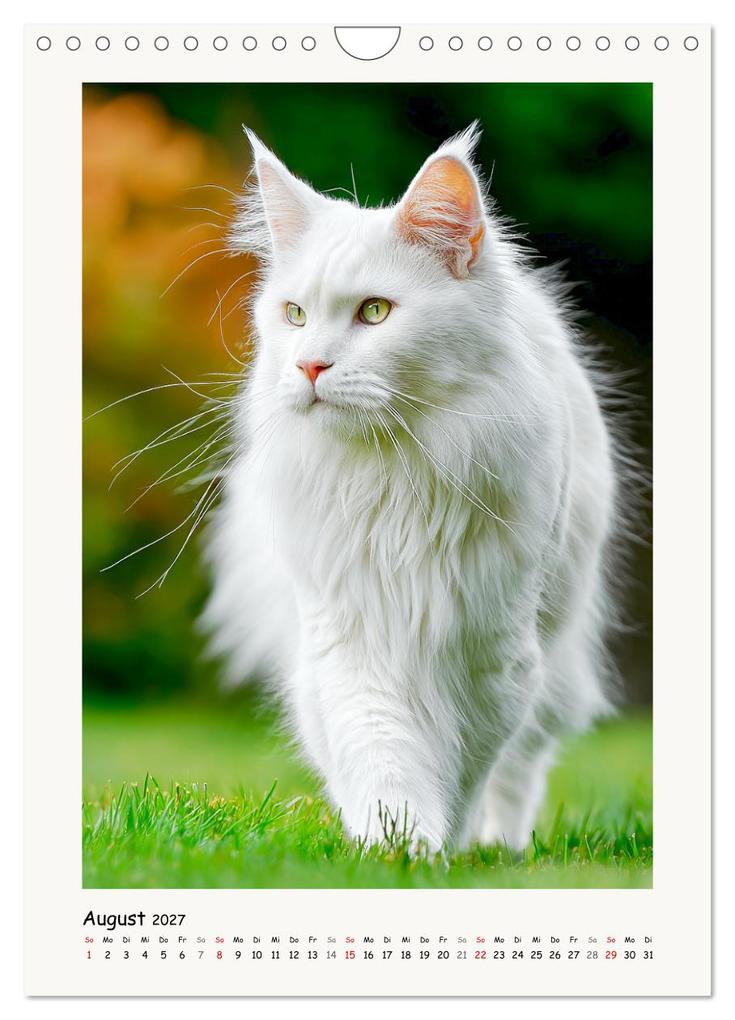 Weitere Ansicht: Main-Coon-Katzen. Sanfte Riesen im Grünen (Wandkalender 2027 DIN A4 hoch), CALVENDO Monatskalender | Calvendo, Rose Hurley