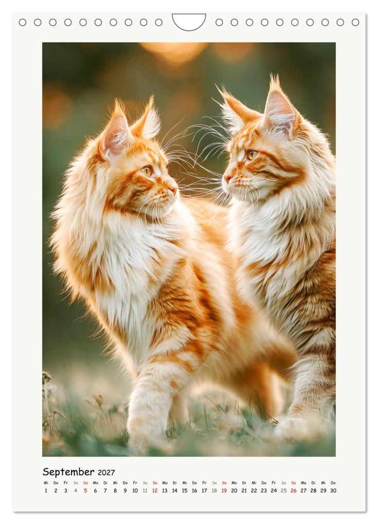 Weitere Ansicht: Main-Coon-Katzen. Sanfte Riesen im Grünen (Wandkalender 2027 DIN A4 hoch), CALVENDO Monatskalender | Calvendo, Rose Hurley