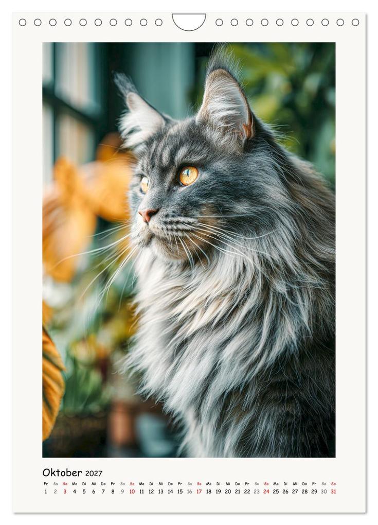 Weitere Ansicht: Main-Coon-Katzen. Sanfte Riesen im Grünen (Wandkalender 2027 DIN A4 hoch), CALVENDO Monatskalender | Calvendo, Rose Hurley