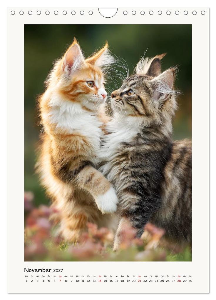Weitere Ansicht: Main-Coon-Katzen. Sanfte Riesen im Grünen (Wandkalender 2027 DIN A4 hoch), CALVENDO Monatskalender | Calvendo, Rose Hurley