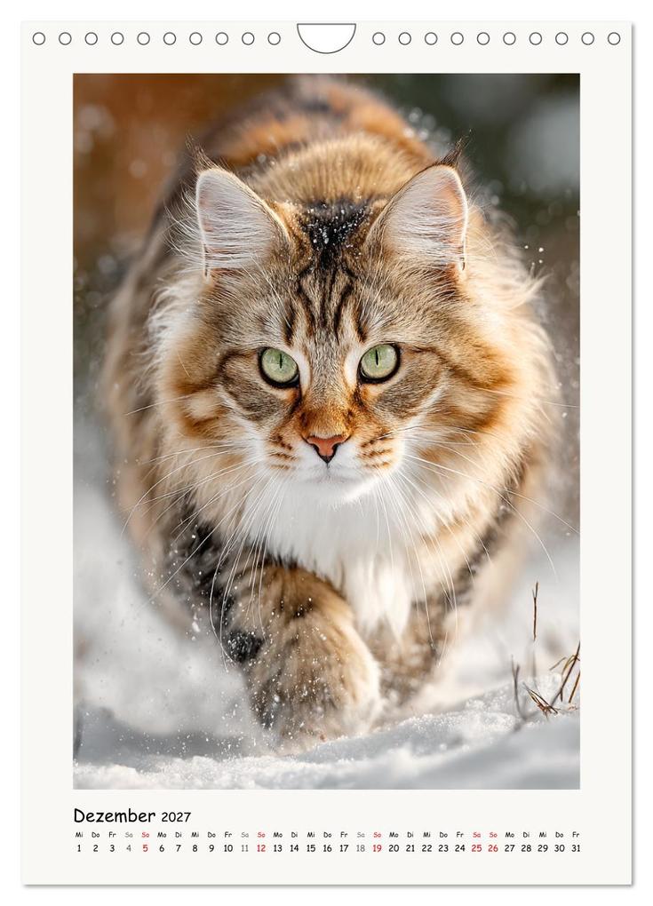 Weitere Ansicht: Main-Coon-Katzen. Sanfte Riesen im Grünen (Wandkalender 2027 DIN A4 hoch), CALVENDO Monatskalender | Calvendo, Rose Hurley