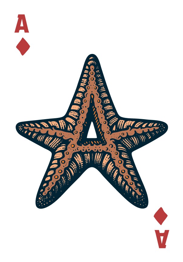 Weitere Ansicht: Das Fischland-Darß-Zingst-Skat