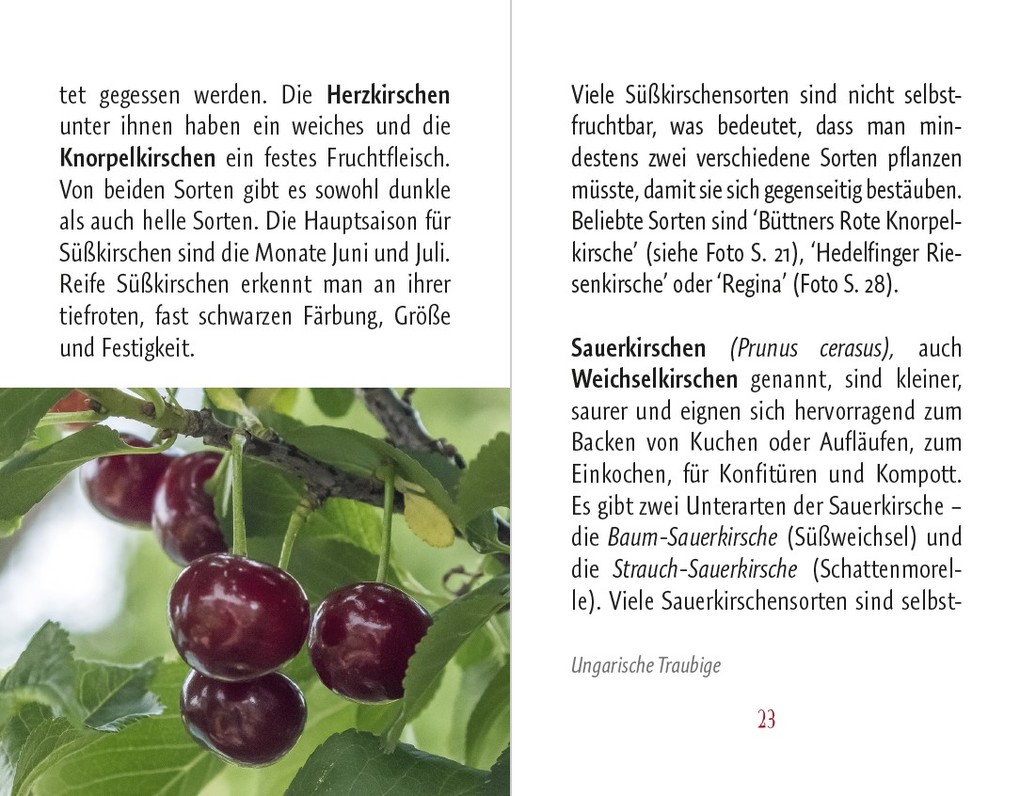 Weitere Ansicht: Kirschen | Anja Stiller