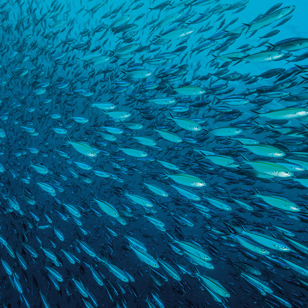 Weitere Ansicht: Meerestiere / Sea Creatures 2027