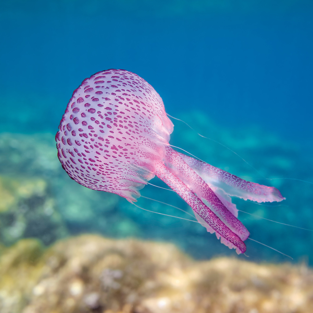 Weitere Ansicht: Meerestiere / Sea Creatures 2027