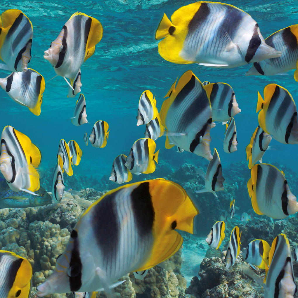 Weitere Ansicht: Meerestiere / Sea Creatures 2027