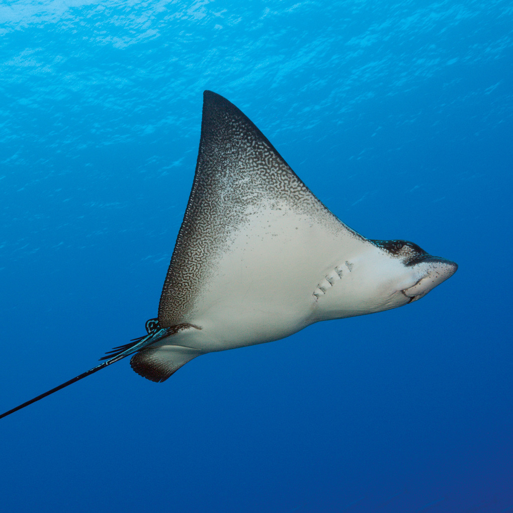 Weitere Ansicht: Meerestiere / Sea Creatures 2027