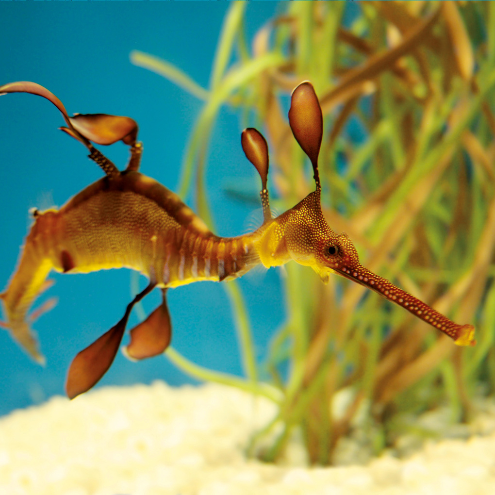 Weitere Ansicht: Meerestiere / Sea Creatures 2027