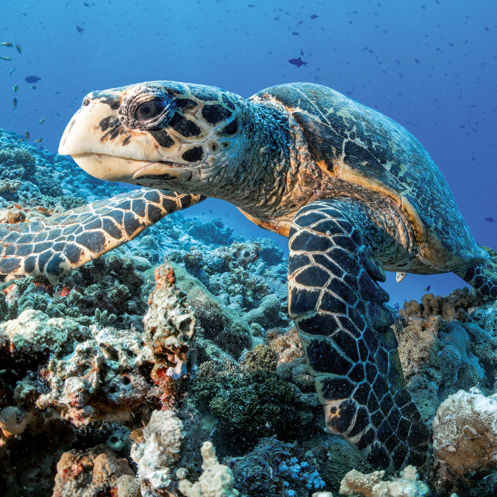 Weitere Ansicht: Meerestiere / Sea Creatures 2027