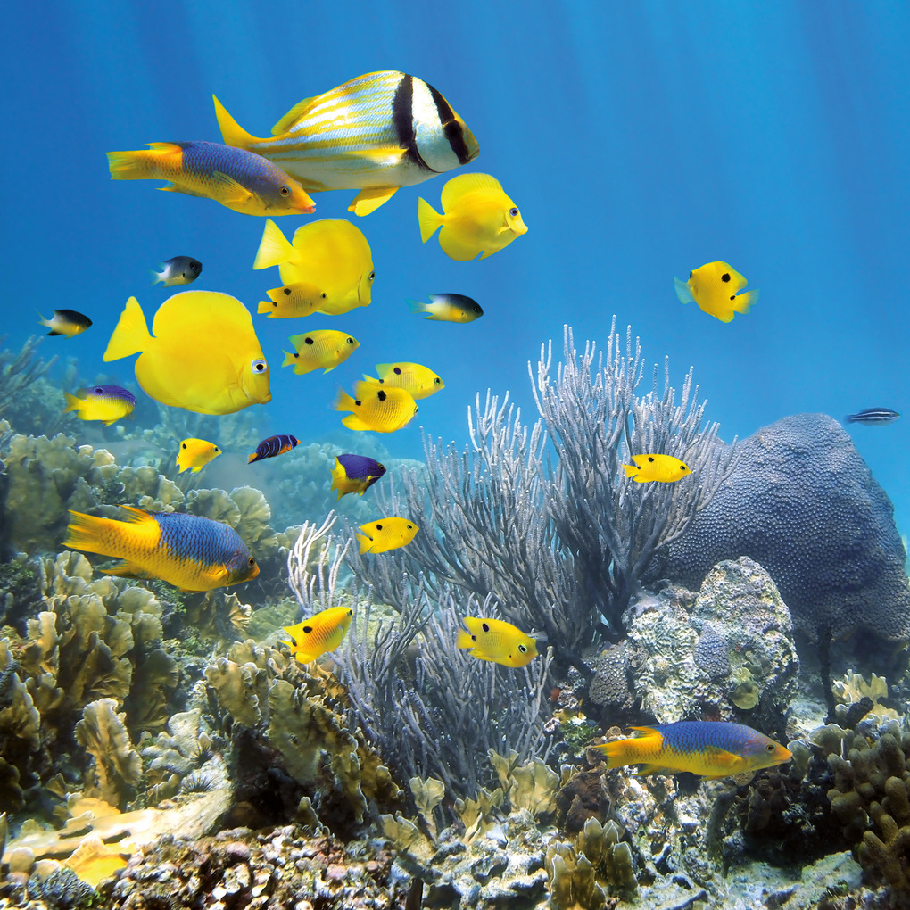 Weitere Ansicht: Meerestiere / Sea Creatures 2027