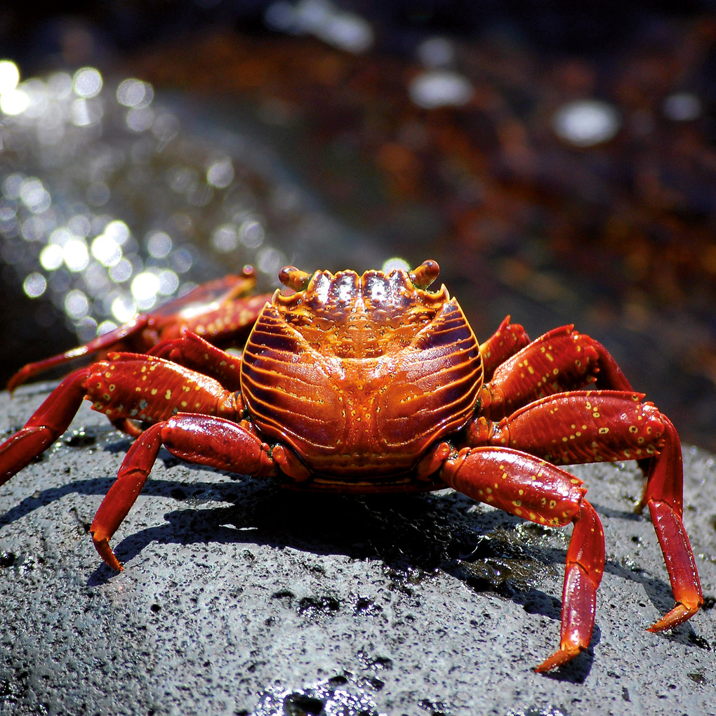 Weitere Ansicht: Meerestiere / Sea Creatures 2027