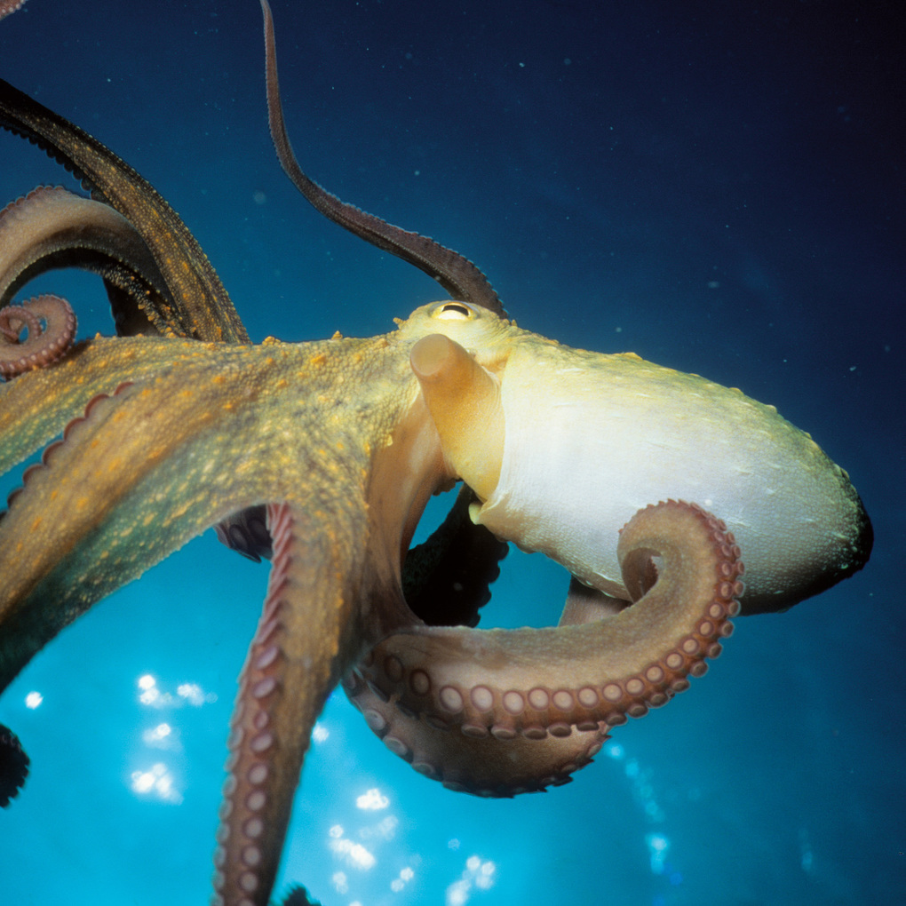 Weitere Ansicht: Meerestiere / Sea Creatures 2027
