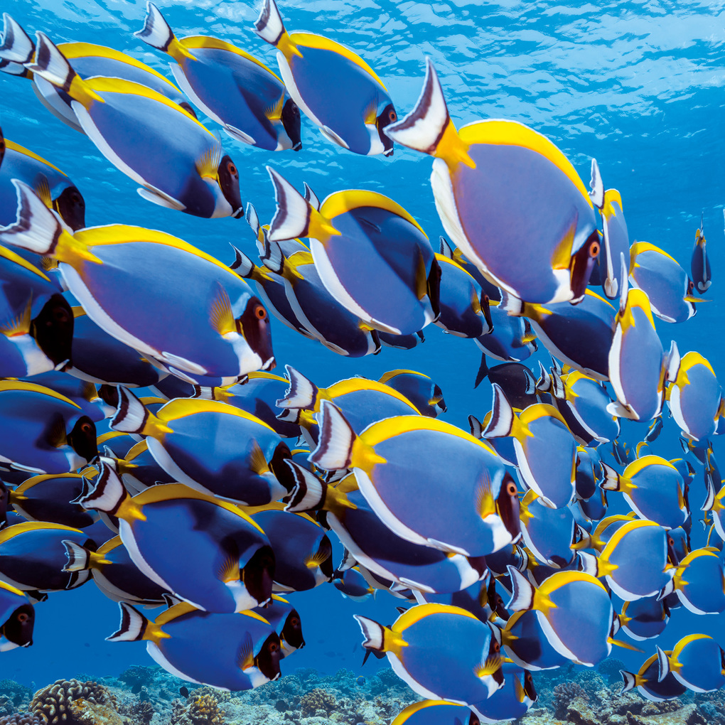 Weitere Ansicht: Meerestiere / Sea Creatures 2027