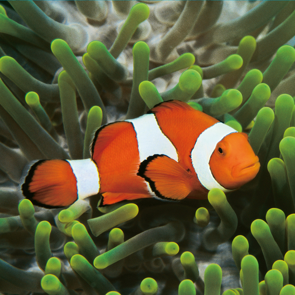 Weitere Ansicht: Meerestiere / Sea Creatures 2027