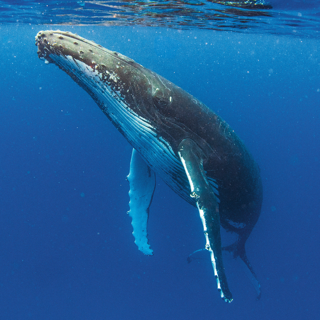 Weitere Ansicht: Meerestiere / Sea Creatures 2027