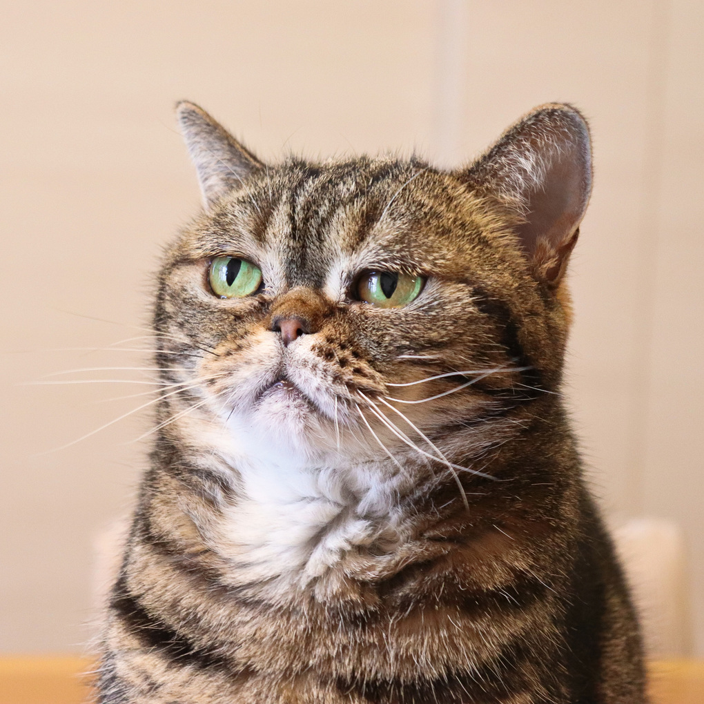 Weitere Ansicht: Lustige Tiere / Funny Animals 2027