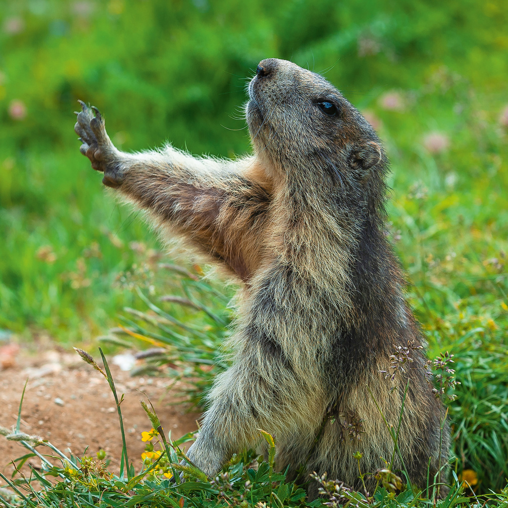 Weitere Ansicht: Lustige Tiere / Funny Animals 2027