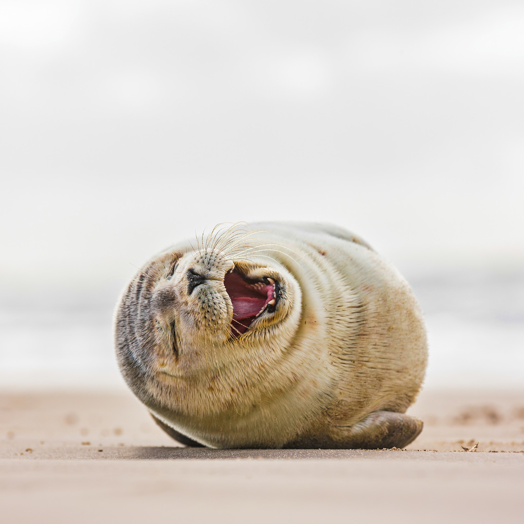 Weitere Ansicht: Lustige Tiere / Funny Animals 2027