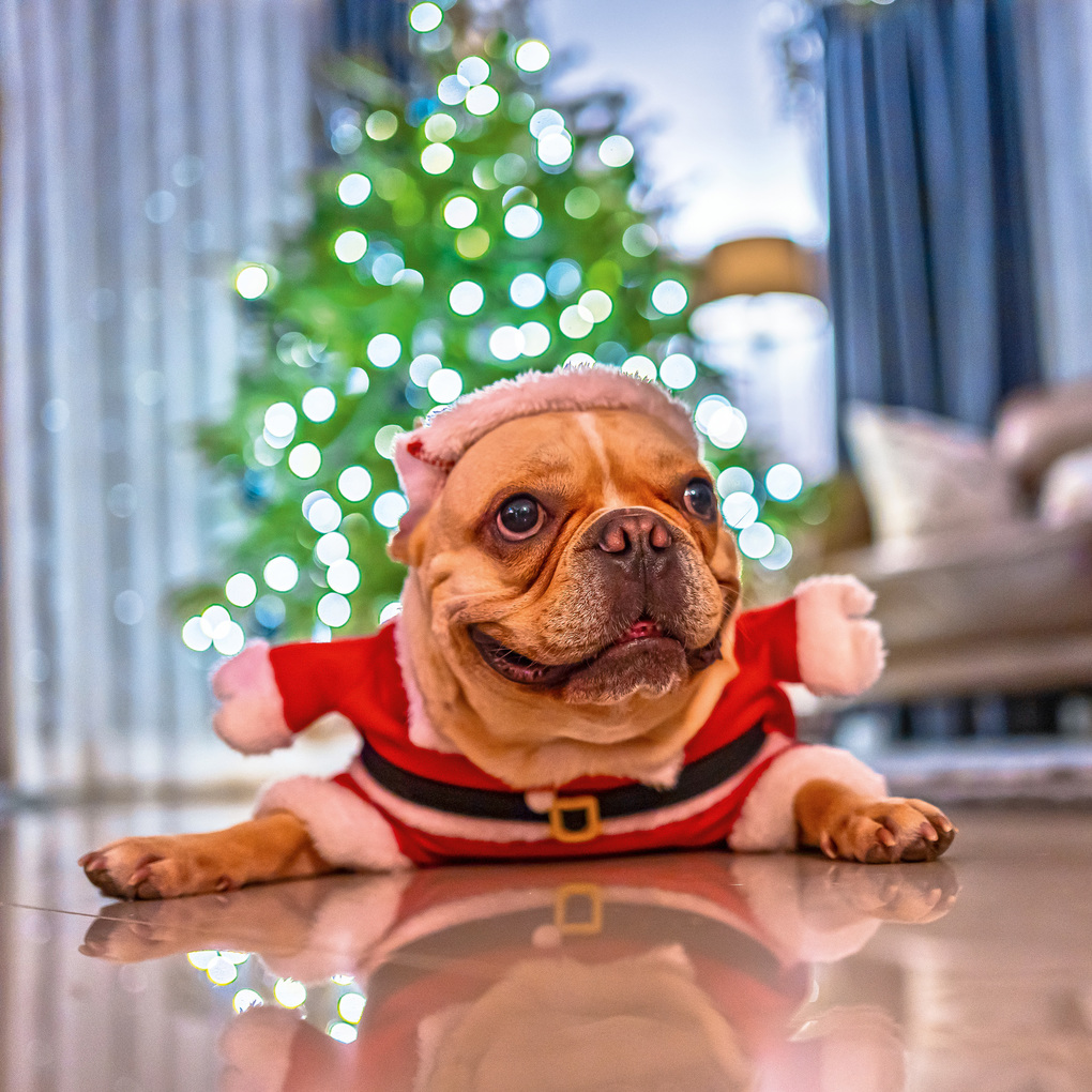 Weitere Ansicht: Lustige Tiere / Funny Animals 2027