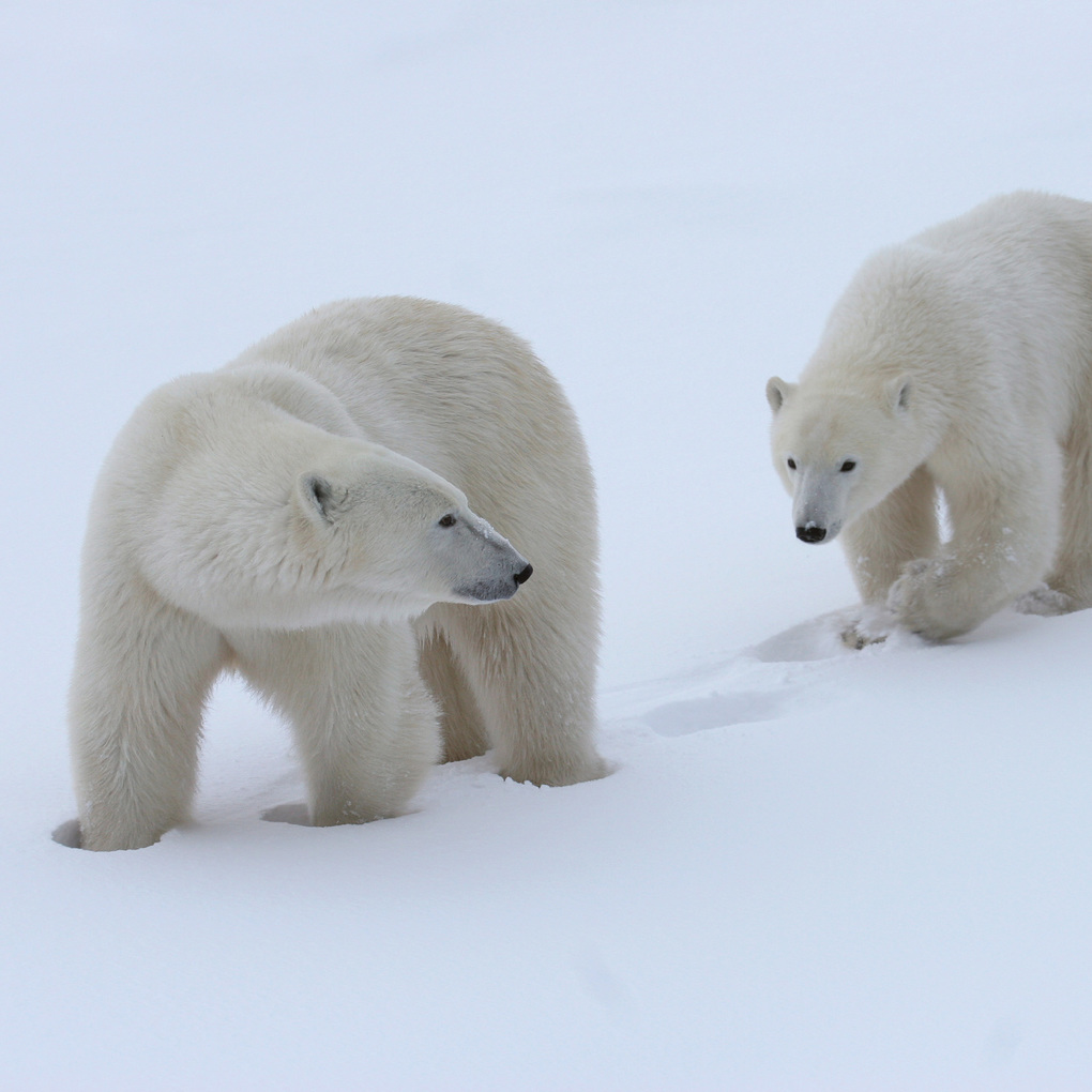 Weitere Ansicht: Eisbären / Polar Bears 2027