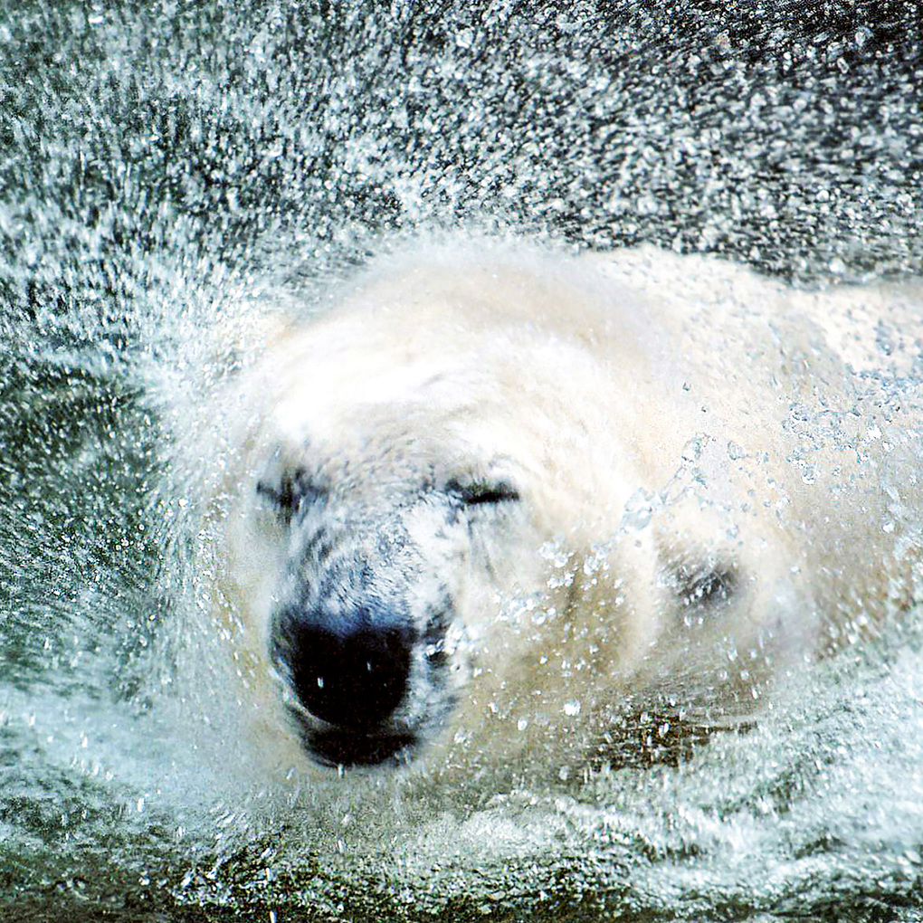 Weitere Ansicht: Eisbären / Polar Bears 2027