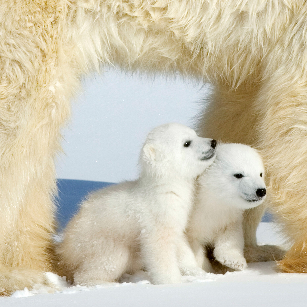 Weitere Ansicht: Eisbären / Polar Bears 2027