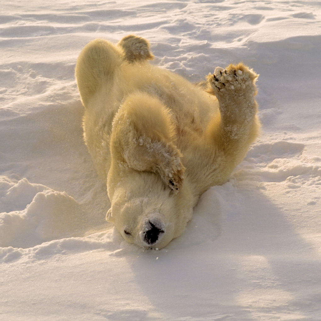 Weitere Ansicht: Eisbären / Polar Bears 2027
