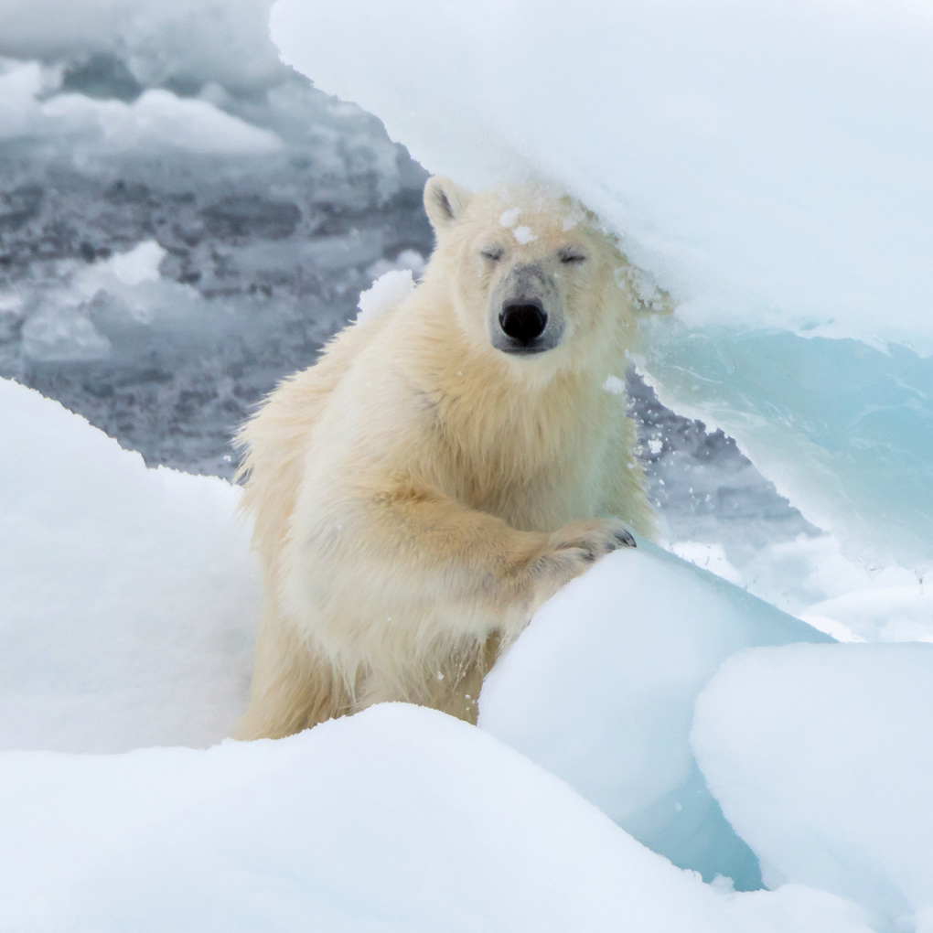Weitere Ansicht: Eisbären / Polar Bears 2027