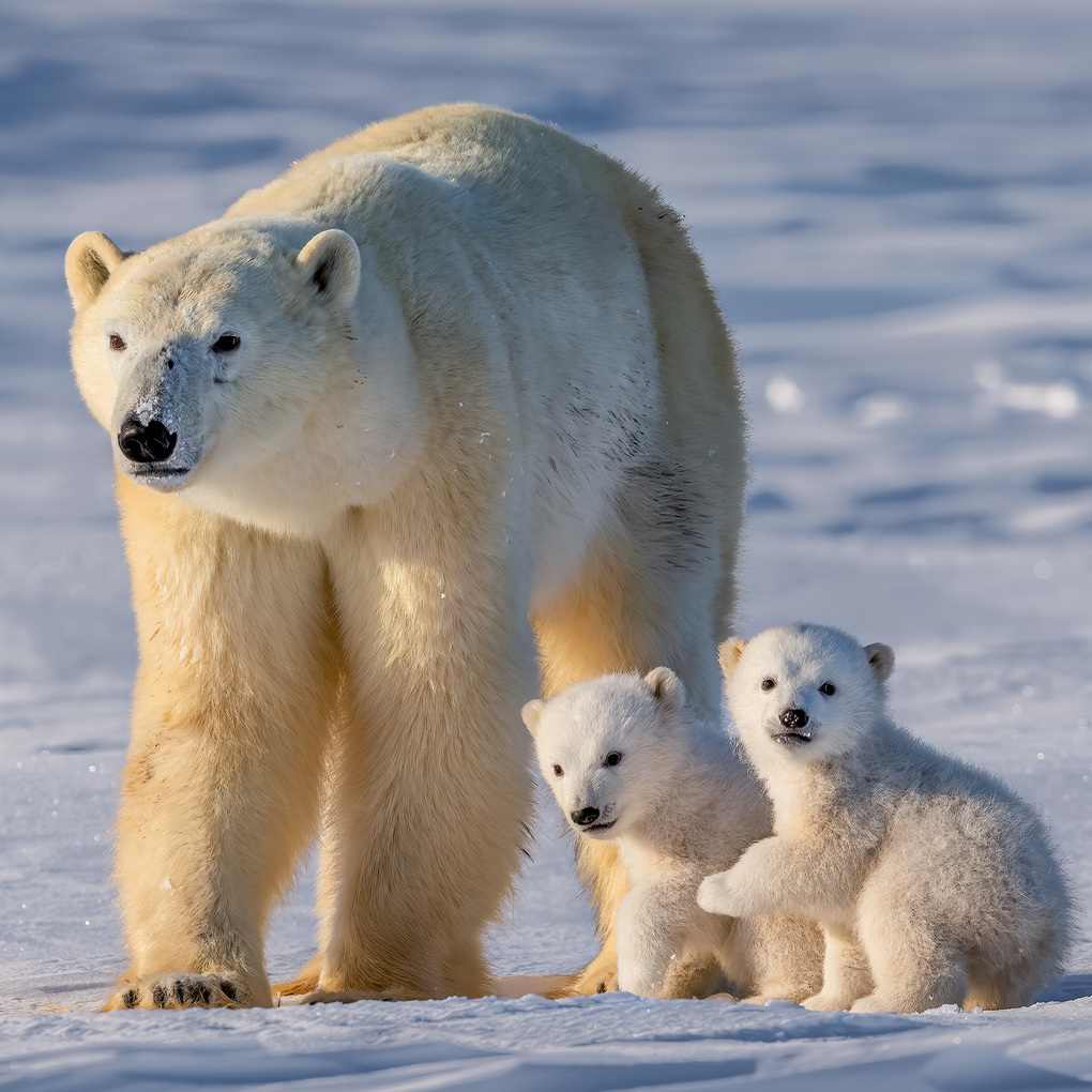 Weitere Ansicht: Eisbären / Polar Bears 2027