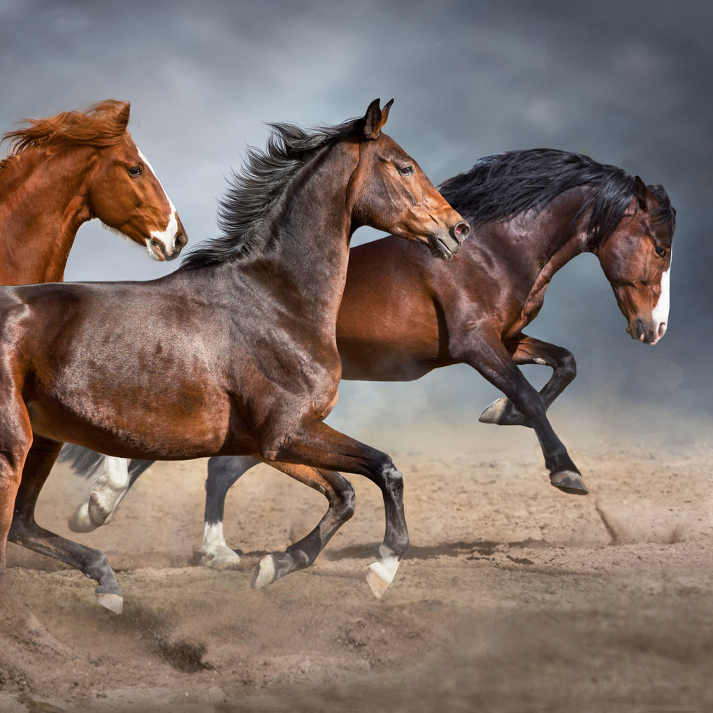 Weitere Ansicht: Pferde / Horses 2027