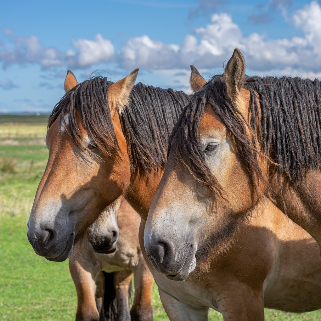 Weitere Ansicht: Pferde / Horses 2027
