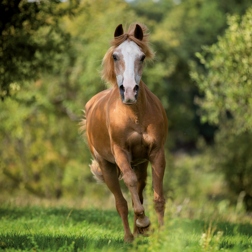 Weitere Ansicht: Pferde / Horses 2027