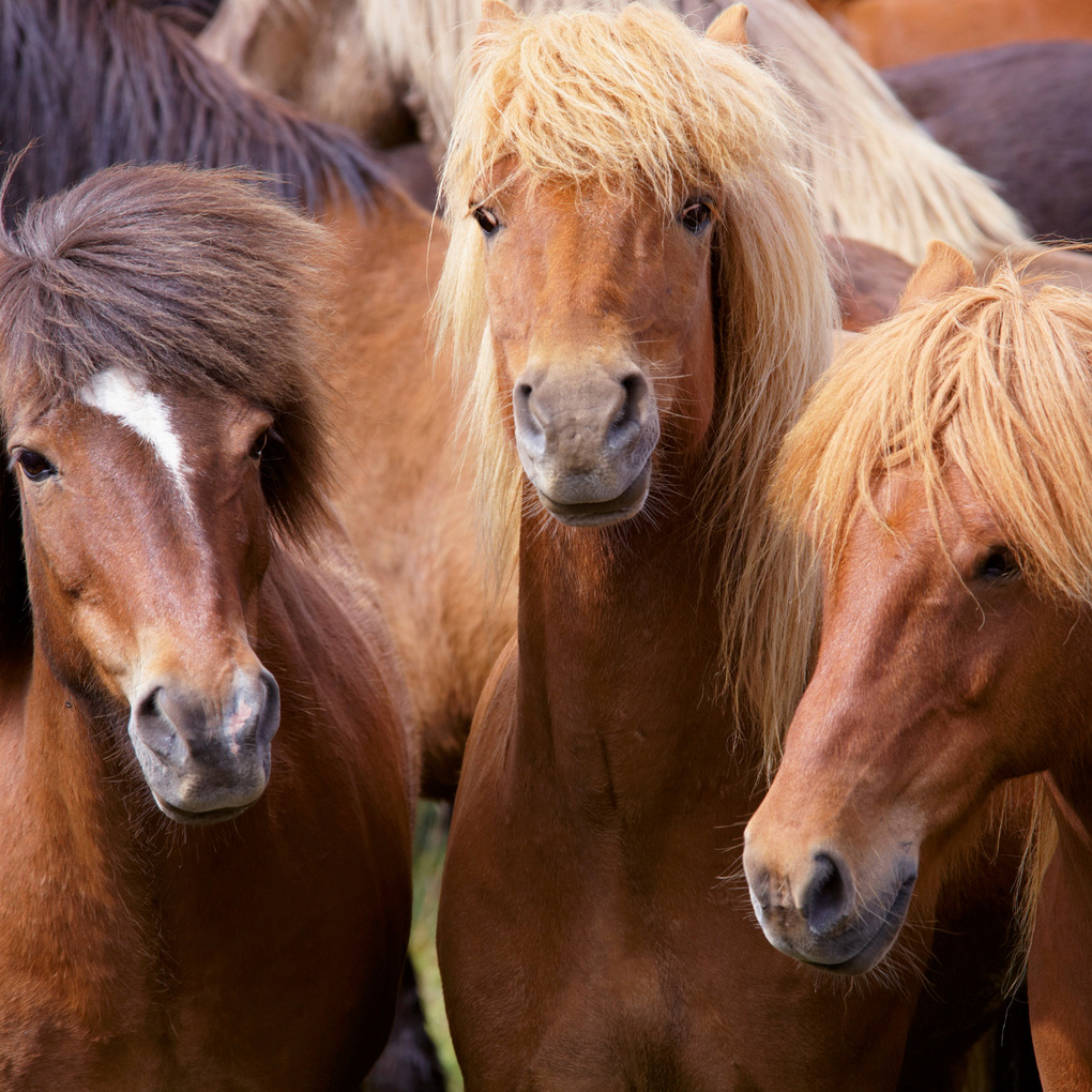 Weitere Ansicht: Pferde / Horses 2027