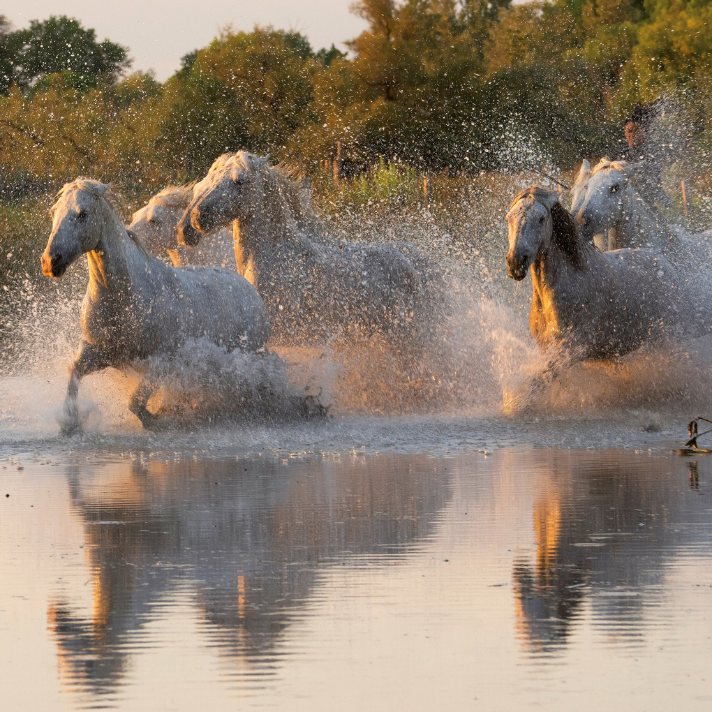 Weitere Ansicht: Pferde / Horses 2027