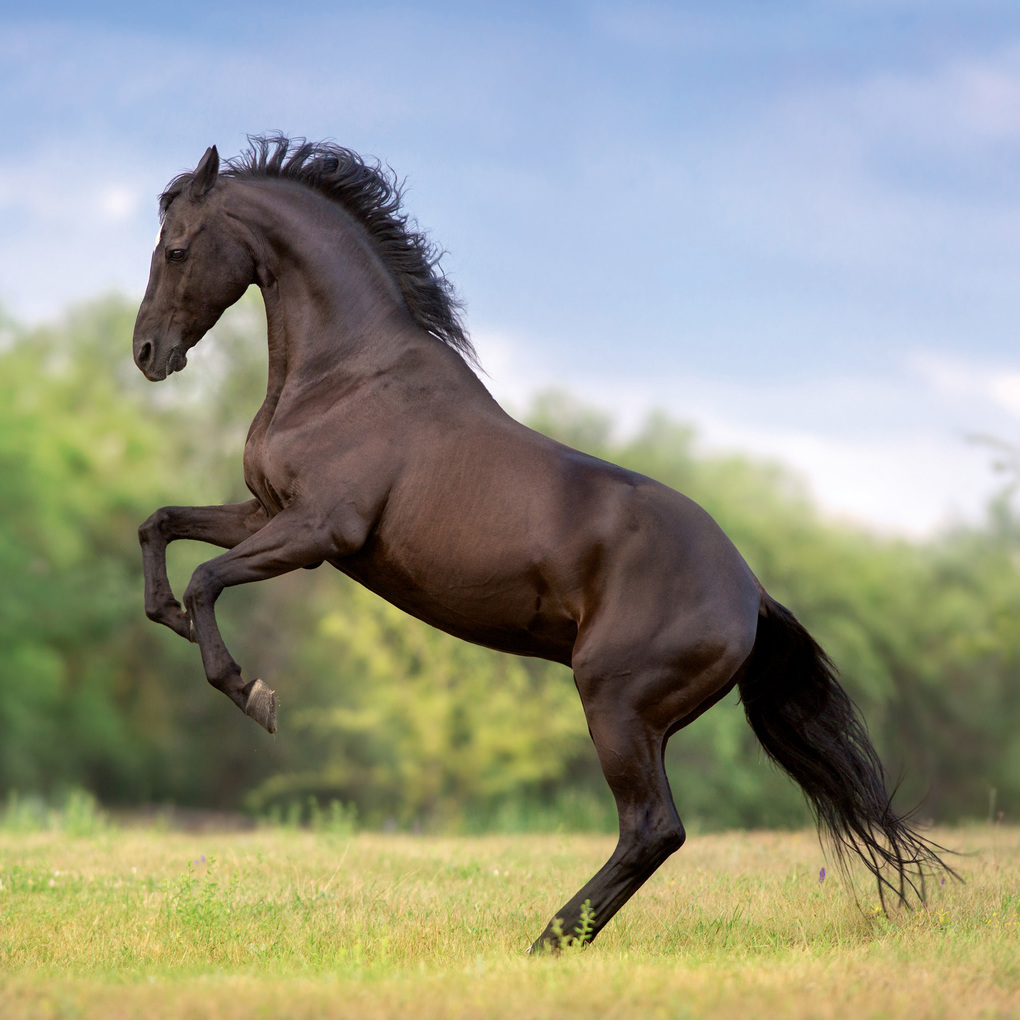 Weitere Ansicht: Pferde / Horses 2027