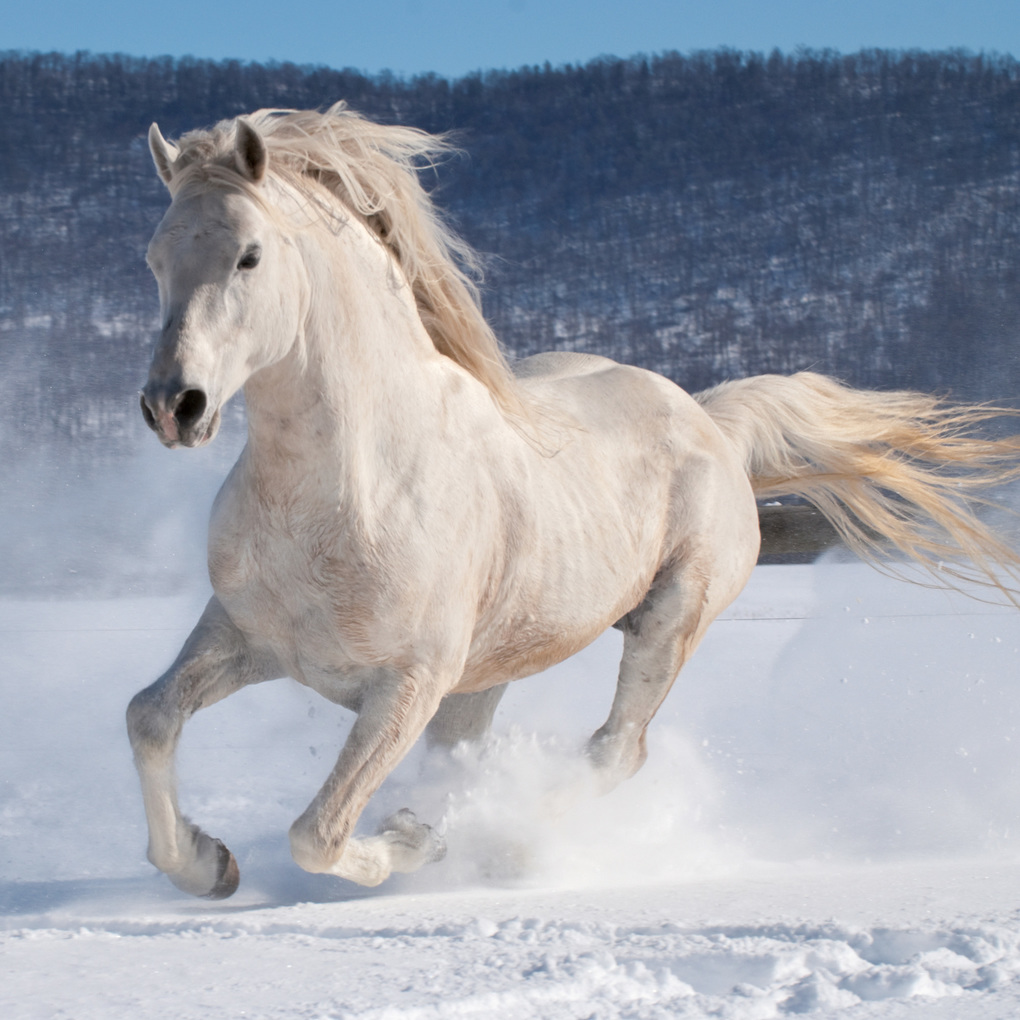 Weitere Ansicht: Pferde / Horses 2027