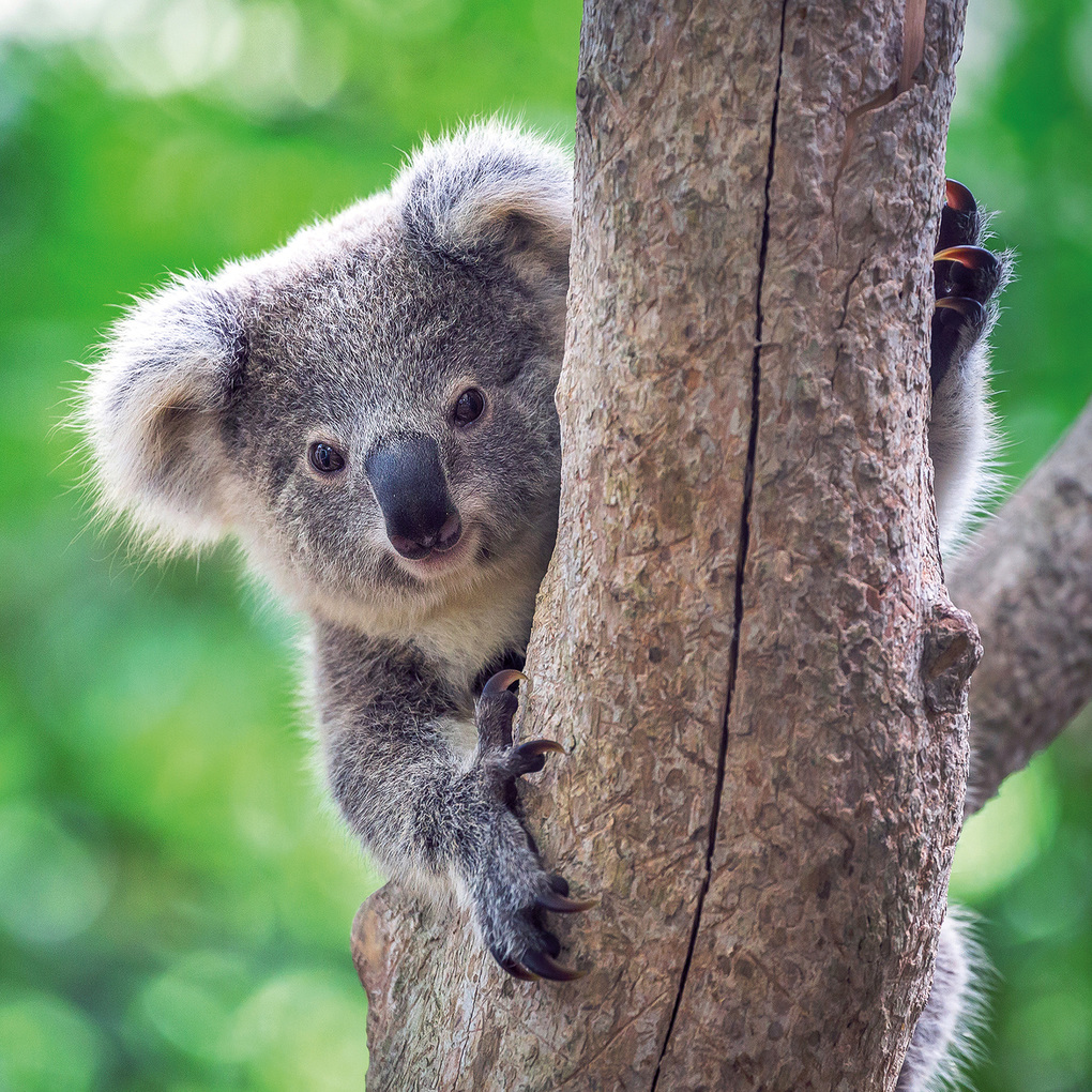 Weitere Ansicht: Koalas 2027