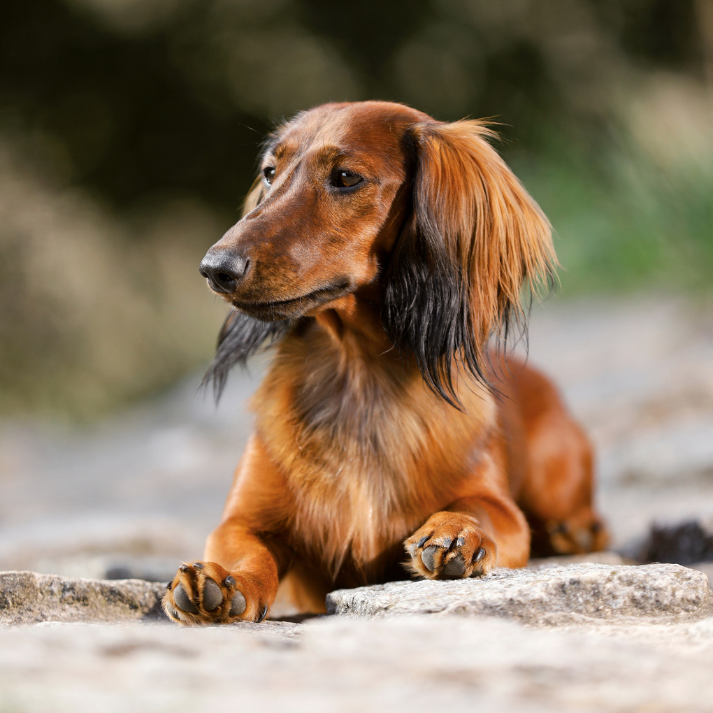 Weitere Ansicht: Dackel / Dachshund 2027
