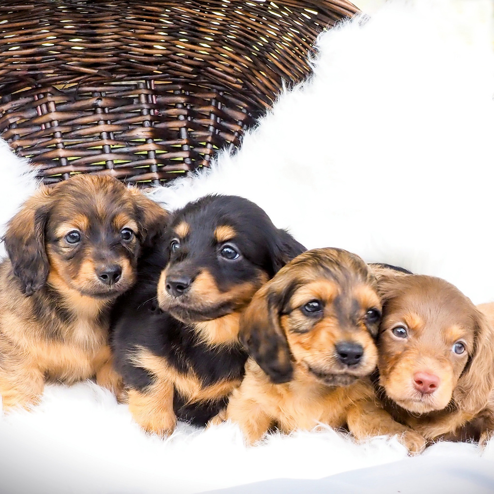 Weitere Ansicht: Dackel / Dachshund 2027