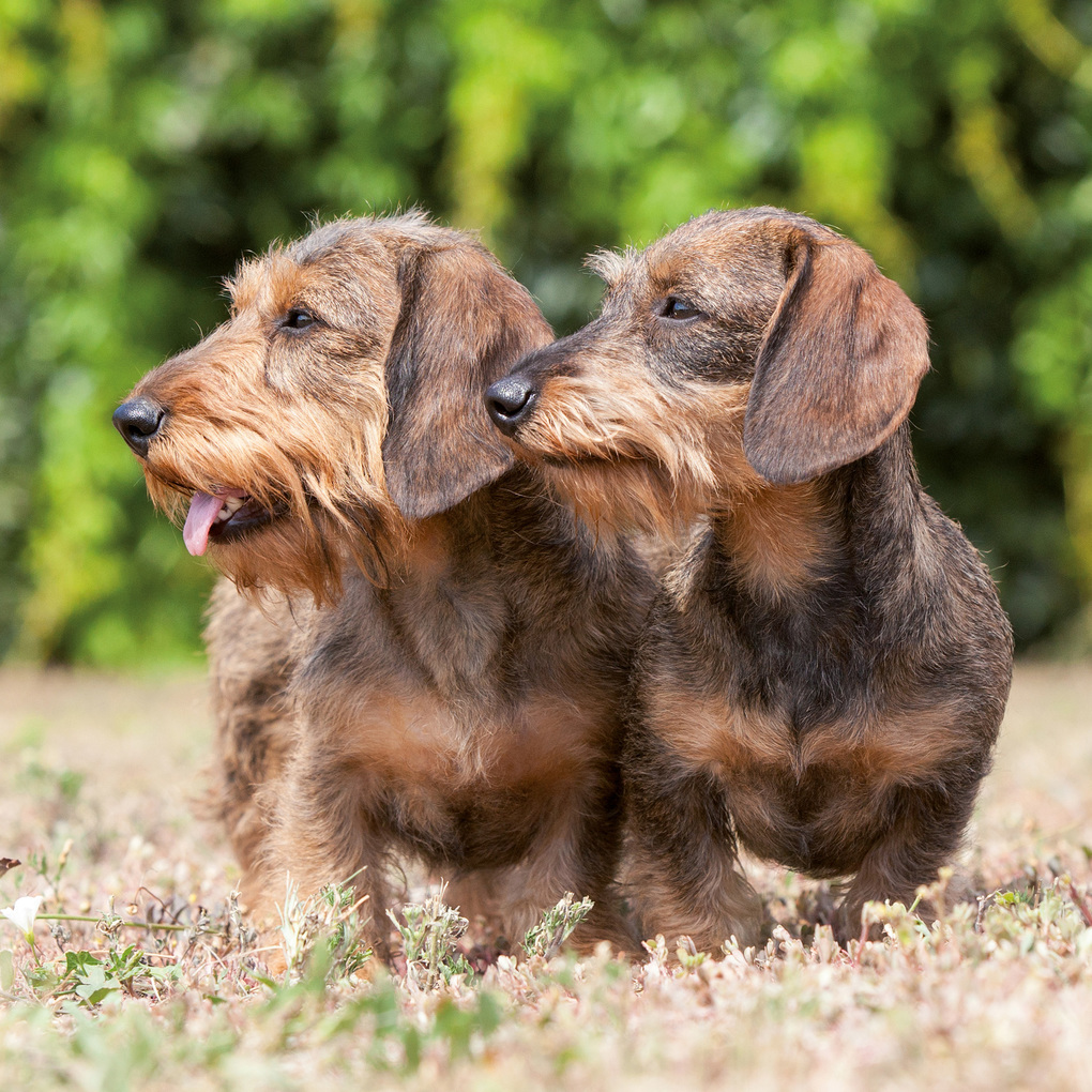 Weitere Ansicht: Dackel / Dachshund 2027