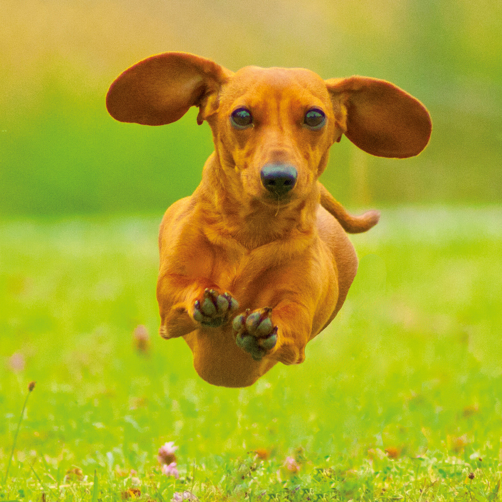 Weitere Ansicht: Dackel / Dachshund 2027