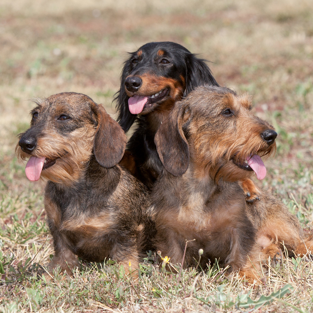 Weitere Ansicht: Dackel / Dachshund 2027