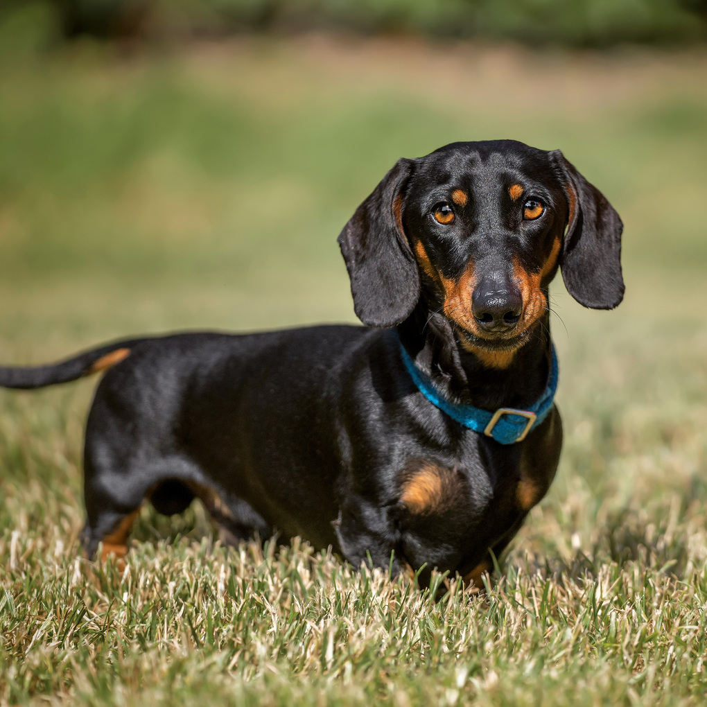 Weitere Ansicht: Dackel / Dachshund 2027