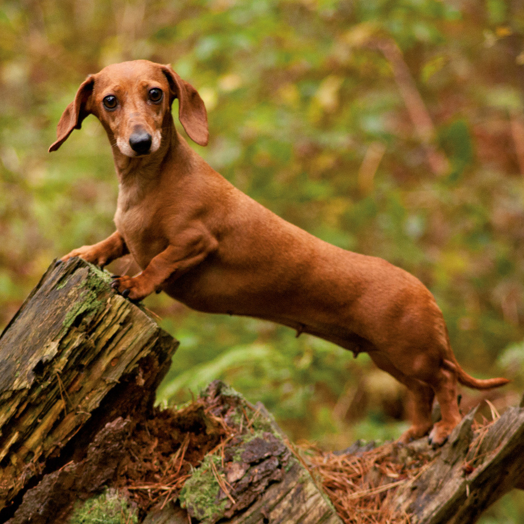 Weitere Ansicht: Dackel / Dachshund 2027