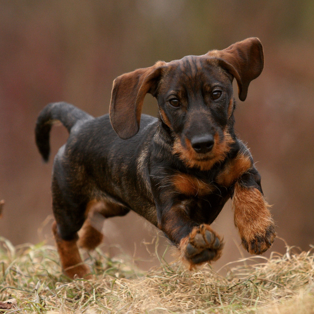 Weitere Ansicht: Dackel / Dachshund 2027