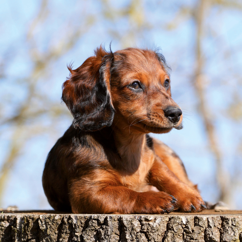 Weitere Ansicht: Dackel / Dachshund 2027