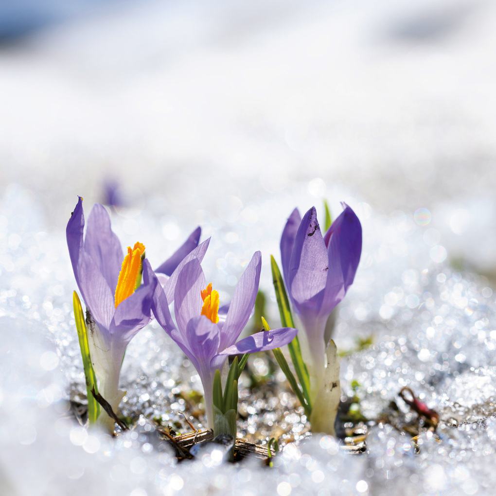 Weitere Ansicht: Blumen / Flowers 2027