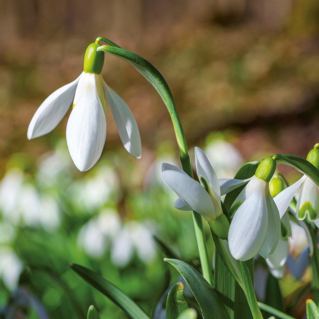 Weitere Ansicht: Blumen / Flowers 2027